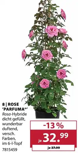 Dehner Rose 'parfuma' Angebot