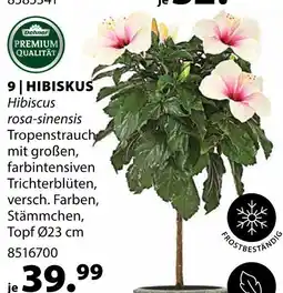 Dehner Dehner hibiskus Angebot