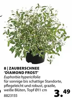 Dehner Zauberschnee 'diamond frost' Angebot