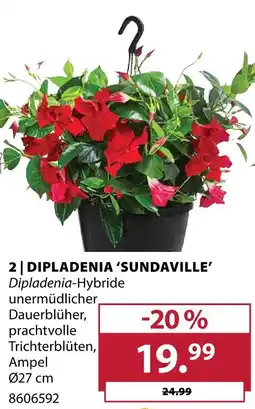 Dehner Dipladenia 'sundaville' Angebot