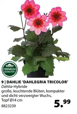 Dehner Dehner dahlie 'dahlegria tricolor' Angebot
