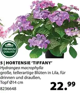 Dehner Dehner hortensie 'tiffany' Angebot