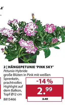 Dehner Hängepetunie 'pink sky' Angebot