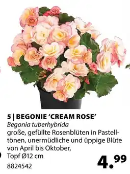 Dehner Begonie 'cream rose' Angebot
