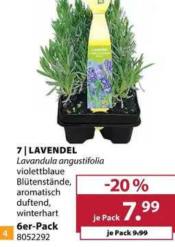 Dehner Lavendel Angebot