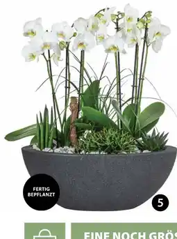 Dehner Orchideen-arrangement Angebot