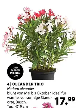 Dehner Oleander trio Angebot