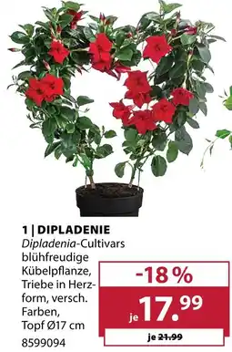 Dehner Dipladenie Angebot