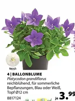 Dehner Ballonblume blau Angebot