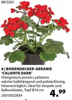 Dehner Bodendecker-geranien 'caliente dark' Angebot