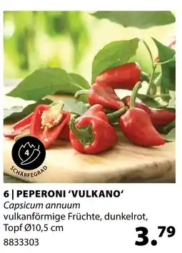Dehner Peperoni 'vulkano' Angebot