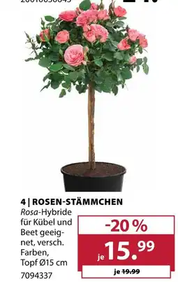Dehner Rosen-stämmchen Angebot