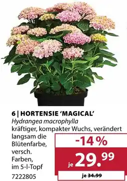 Dehner Hortensie 'magical' Angebot