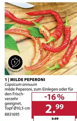 Dehner Milde peperoni Angebot