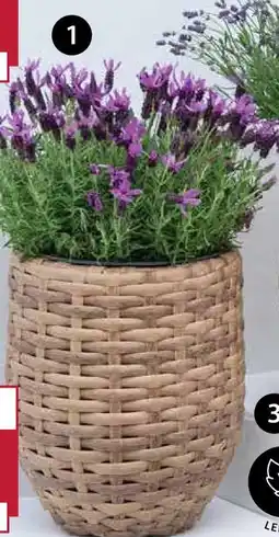 Dehner Schopf-lavendel Angebot