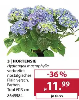 Dehner Hortensie Angebot