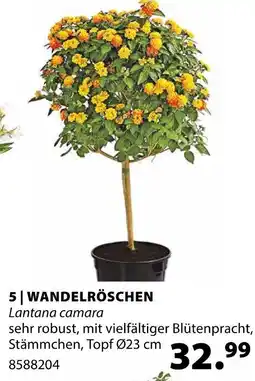 Dehner Wandelröschen Angebot
