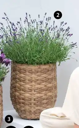 Dehner Lavendel lavandula angustifolia Angebot