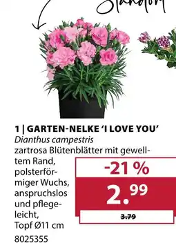 Dehner Garten-nelke 'i love you' Angebot