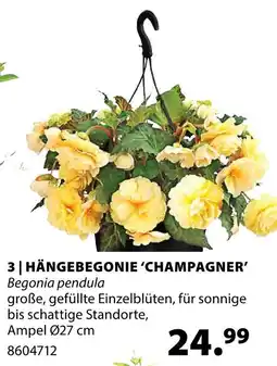 Dehner Hängebegonie 'champagner' Angebot