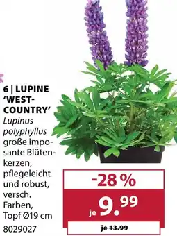 Dehner Lupine west-country Angebot