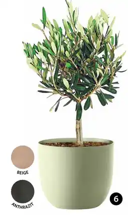 Dehner Pflanztopf ‘rio’ Angebot