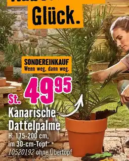 Hornbach Kanarische dattelpalme Angebot
