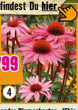 Hornbach Stauden Angebot