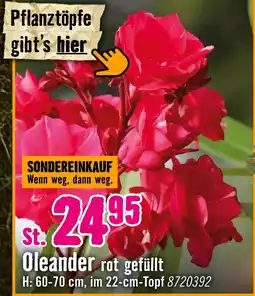 Hornbach Oleander rot gefüllt Angebot