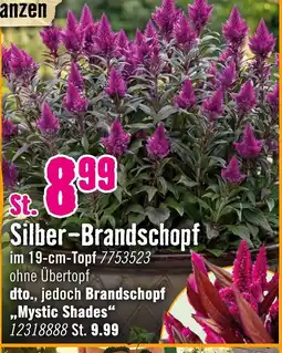 Hornbach Silber-brandschopf Angebot