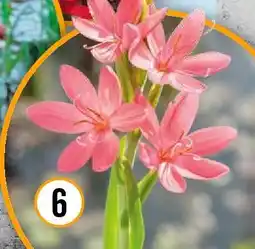 Hornbach Sumpfgladiolesumpfgladiole Angebot