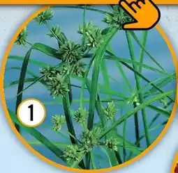 Hornbach Wechselblättriges zyperngras Angebot
