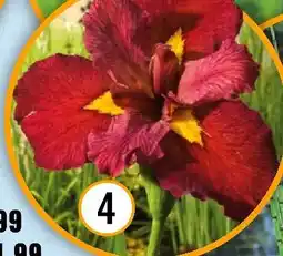 Hornbach Rote wasseriris Angebot