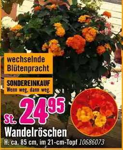 Hornbach Wandelröschen Angebot