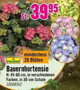 Hornbach Floraself bauernhortensie Angebot