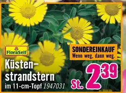 Hornbach Floraself küstenstrandstern Angebot