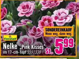 Hornbach Floraself nelke 'pink kisses' Angebot