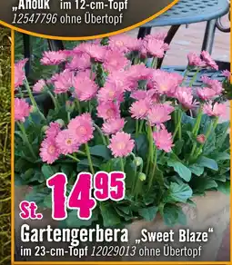 Hornbach Gartengerbera „sweet blaze“ Angebot