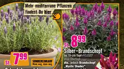Hornbach Oleander 'evolution' Angebot