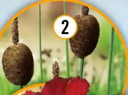 Hornbach Floraself rohrkolben Angebot