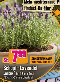 Hornbach Schopf-lavendel „anouk“ Angebot