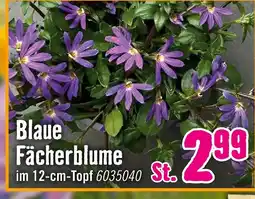 Hornbach Blaue fächerblume Angebot