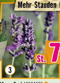Hornbach Lavendel im 3-l-container Angebot