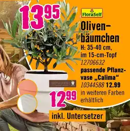 Hornbach Floraself olivenbäumchen Angebot