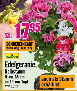 Hornbach Floraself edelgeranie halbstamm Angebot