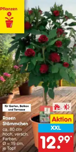 Netto Marken-Discount Rosen Stämmchen Angebot