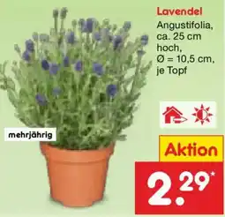 Netto Marken-Discount Lavendel Angebot