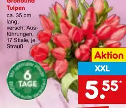 Netto Marken-Discount Tulpen-Großbund Angebot