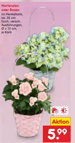 Netto Marken-Discount Hortensien Angebot
