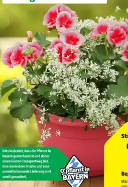 Hagebau Bepflanzte Schale Angebot